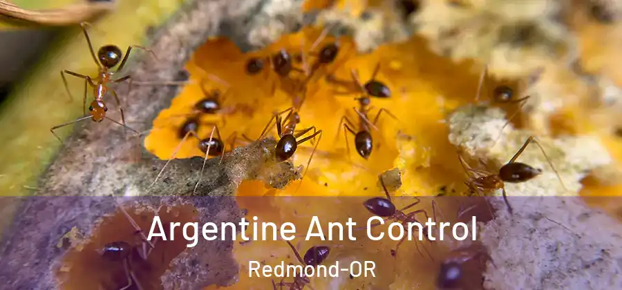 Argentine Ant Control Redmond-OR