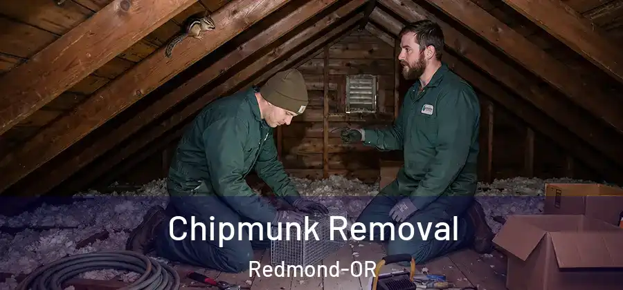 Chipmunk Removal Redmond-OR