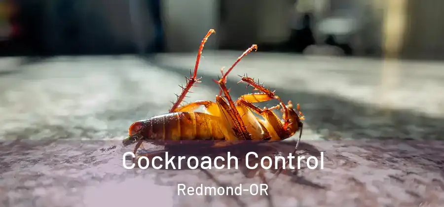 Cockroach Control Redmond-OR