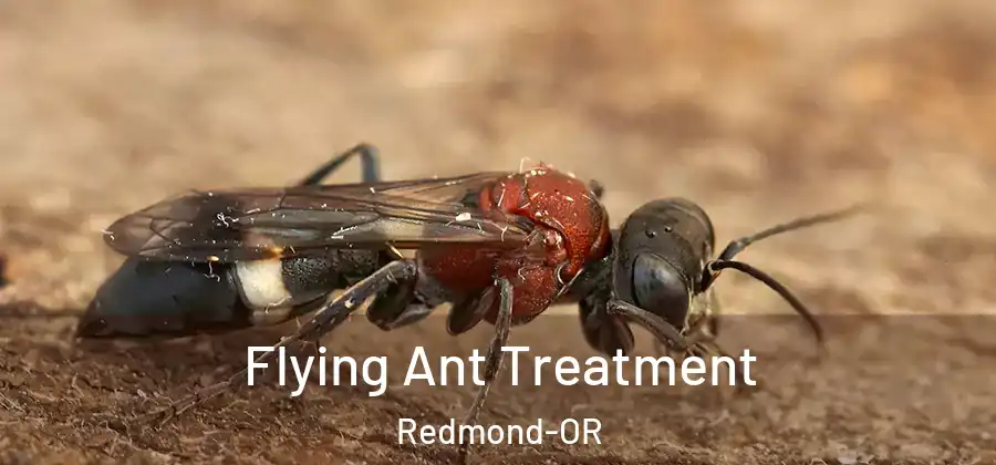 Flying Ant Treatment Redmond-OR