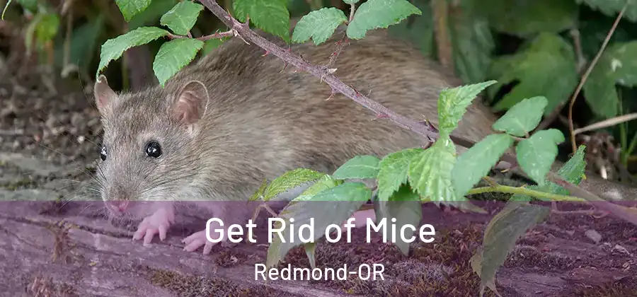 Get Rid of Mice Redmond-OR