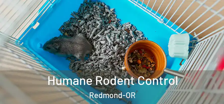 Humane Rodent Control Redmond-OR