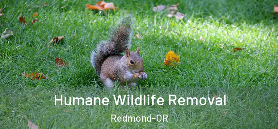  Humane Wildlife Removal Redmond-OR