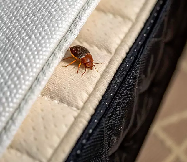 Bed Bug Exterminator Experts You Can Trust in Redmond, OR