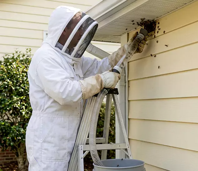 Your Affordable Bee Removal Company in Redmond, OR