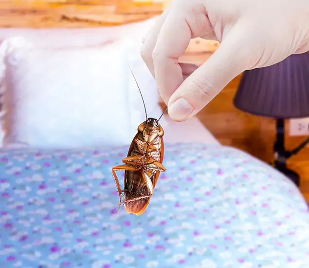 Expert Roach Control Services: Your Cockroach Pest Control in Redmond, OR
