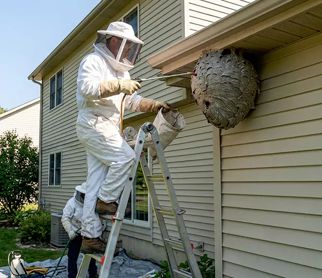 Expert Wasp Nest Removal: Your Local Wasp Nest Removal Company in Redmond, OR