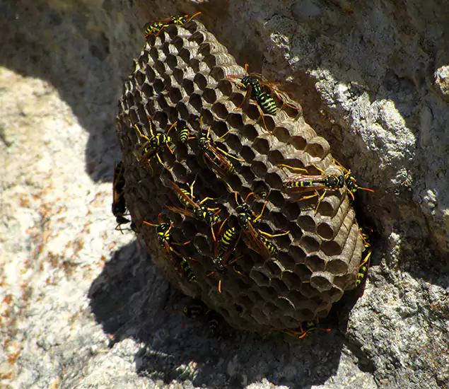 Your Local Hornet Removal Company in Redmond, OR