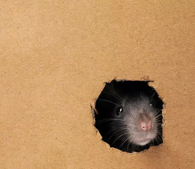 Rats in Attic Removal Experts in Redmond, OR