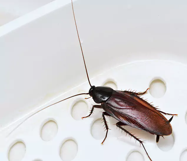 Trusted Cockroach Exterminator: Your Roach Control Services in Redmond, OR