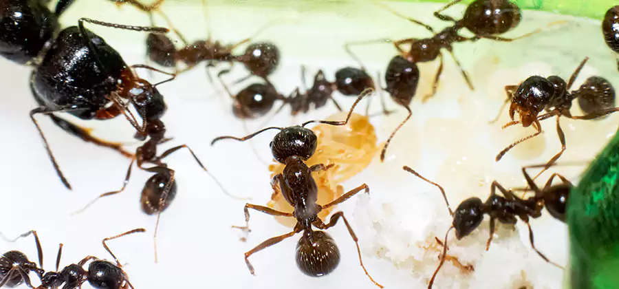 Argentine Ant Barrier Treatment in Redmond