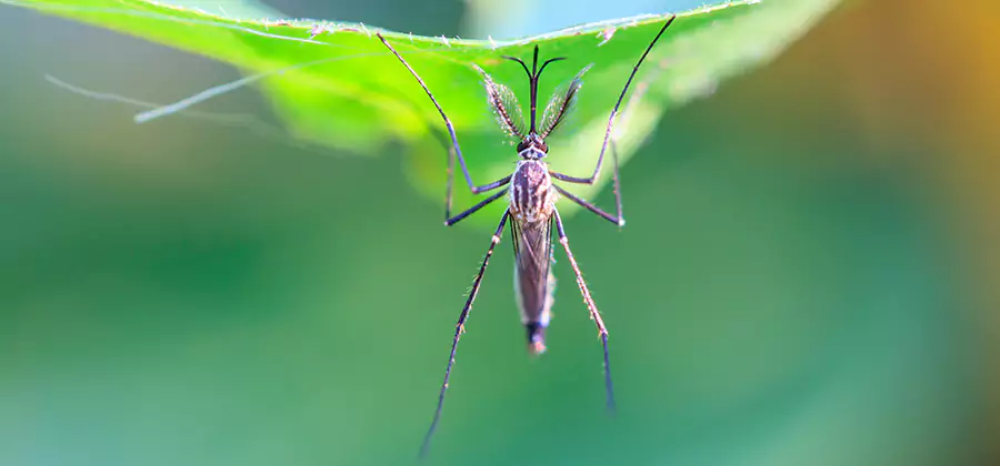 Natural Mosquito Spray for Yard in Redmond
