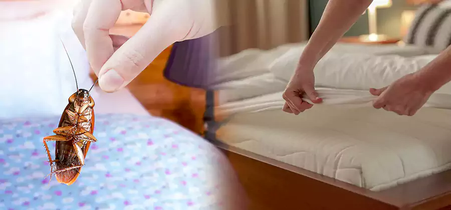 Bed Bug Home Extermination Service in Redmond