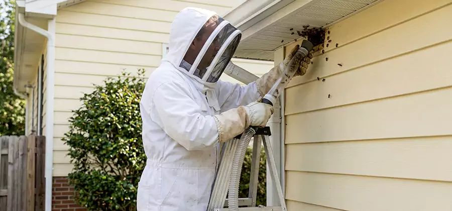 Ground Bee Removal in Redmond
