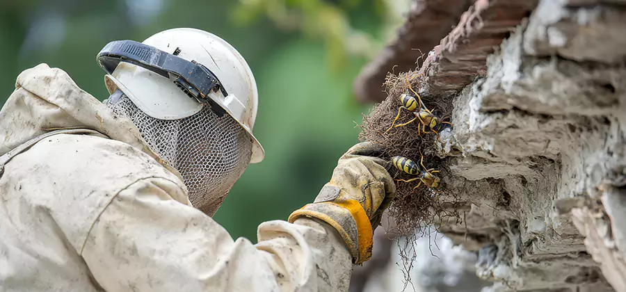 Bee and Wasp Hornet Removal in Redmond