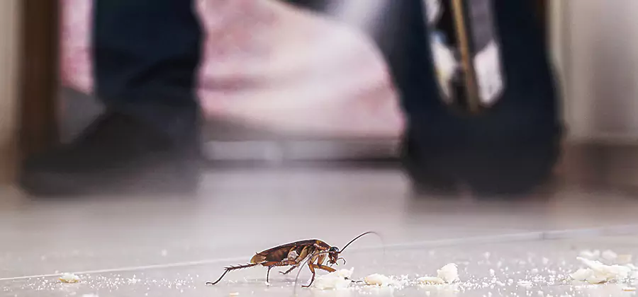 Roach House Treatment Redmond