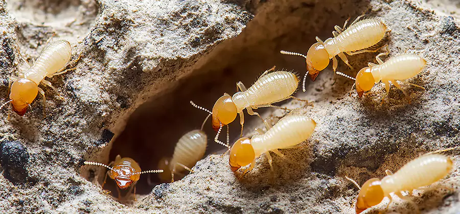 Termite Exterminator Services in Redmond