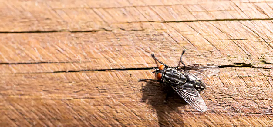 Flying Ant Barrier Treatment in Redmond