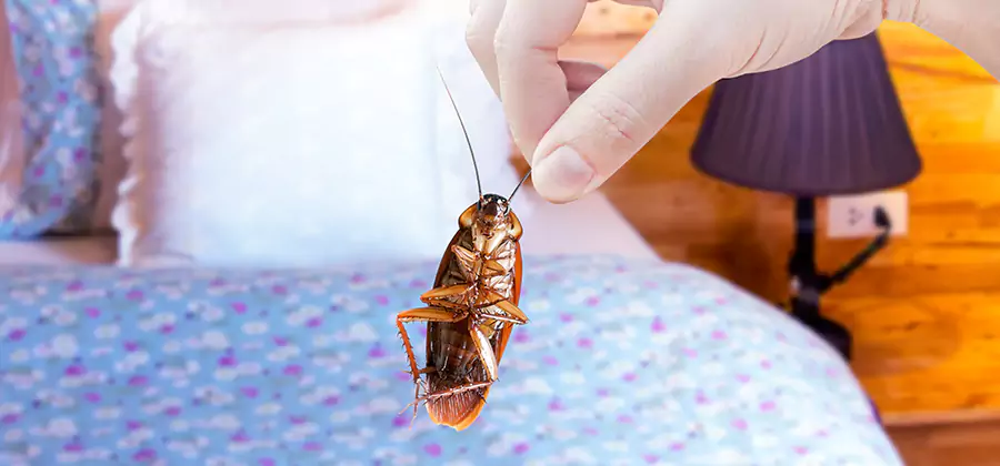 Fast Roach Elimination in Redmond