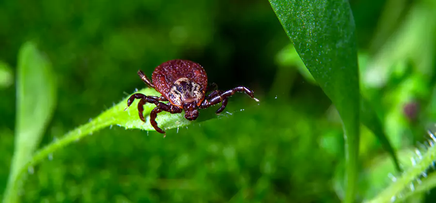 Tick Prevention for Yard in Redmond