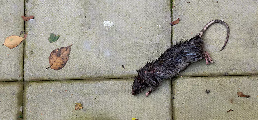 Mice in the Attic Removal in Redmond