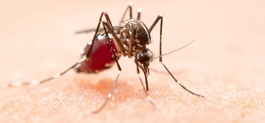 Indoor Mosquito Killer and Interior Control in Redmond