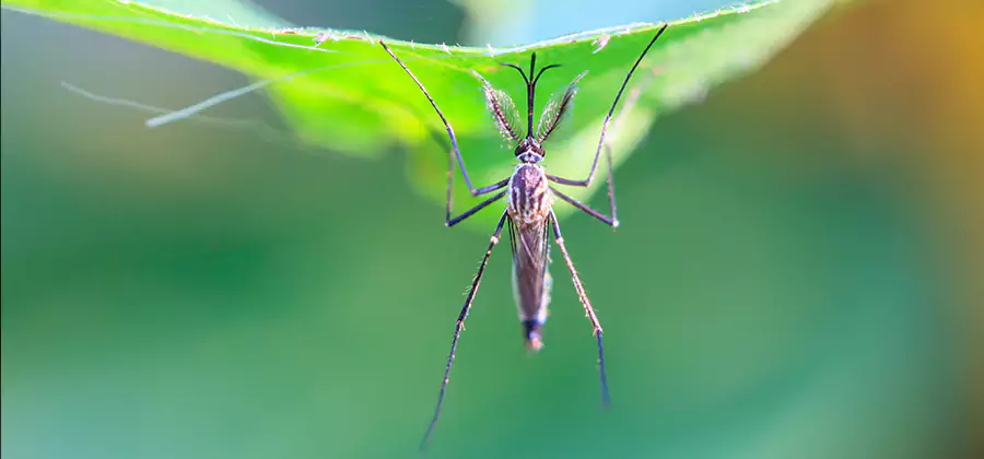 Pest and Mosquito Control for Yard and Patio in Redmond