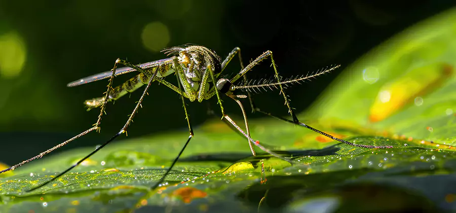 Tick and Mosquito Spray in Redmond