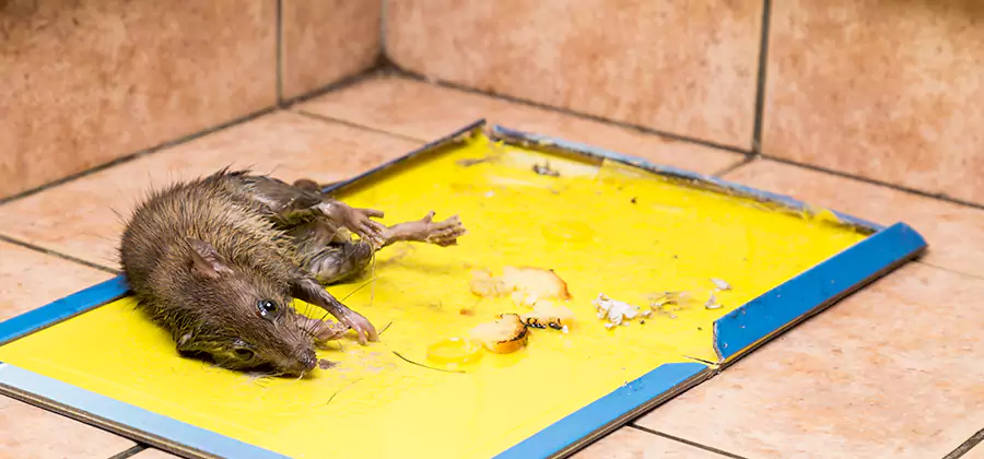 Mouse and Rat Control in Redmond