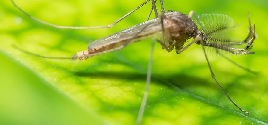 Herbal Mosquito Repellent Treatment in Redmond