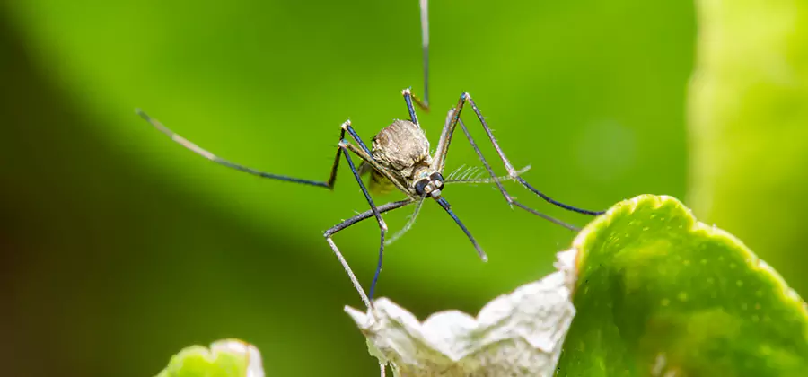 Natural Outdoor Mosquito Repellent in Redmond