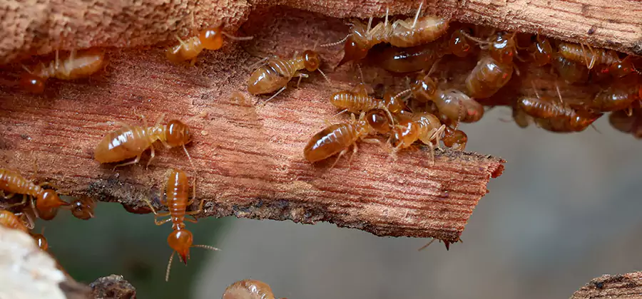 Termite Pest Management in Redmond