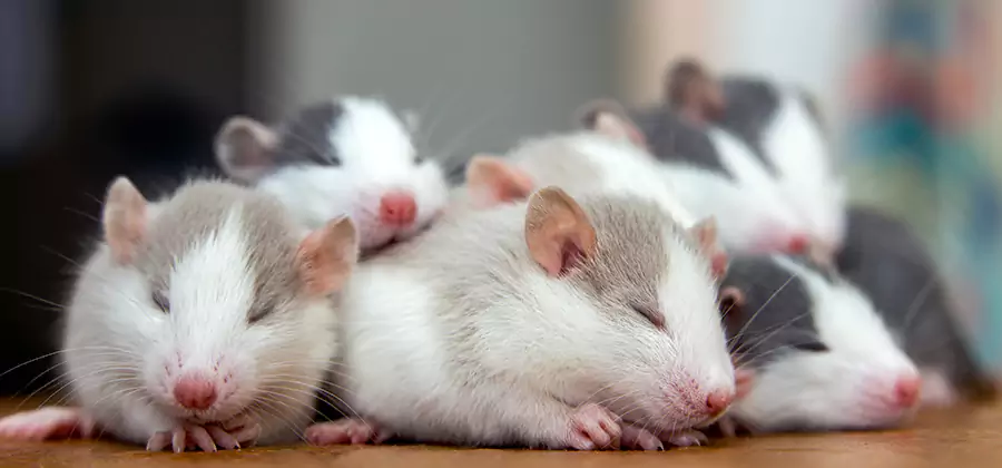 Rat Infestation Exclusion Service in Redmond