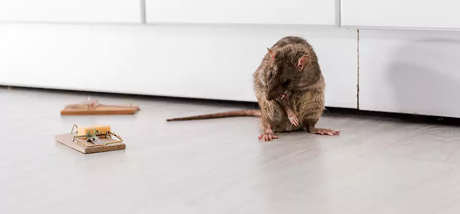 Rat Baiting Removal Service in Redmond