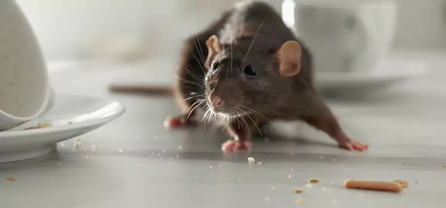 Attic Rat Exclusion Service in Redmond