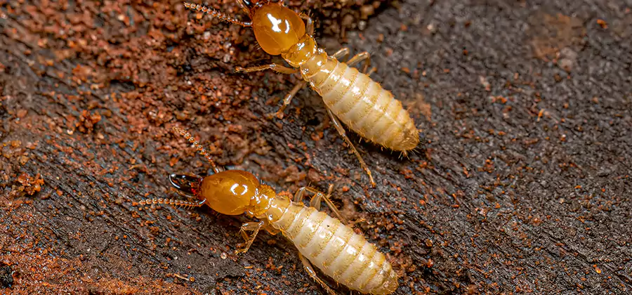 Sentricon Residential Termite Control in Redmond