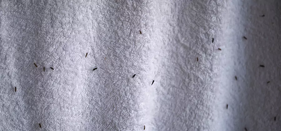 Small Black Ants in Bathroom Treatment in Redmond