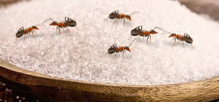 Indoor Sugar Ant Treatment in Redmond