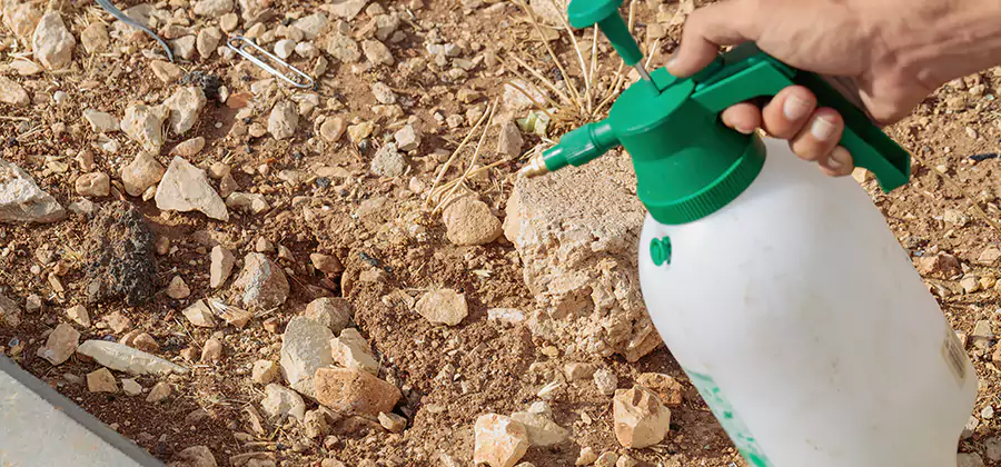 Heat Treatment Termite Cost in Redmond