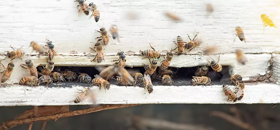 Residential Termite Fumigation in Redmond