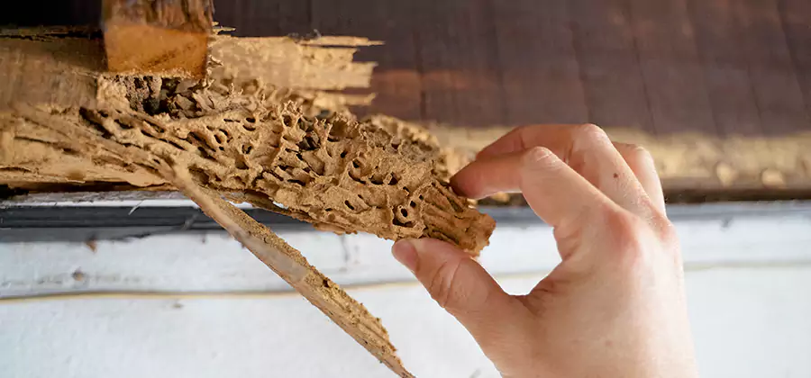Pre-Purchase Termite Inspection in Redmond