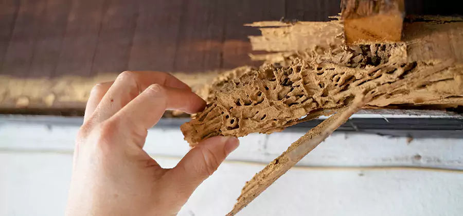 Pre-Construction Termite Treatment in Redmond