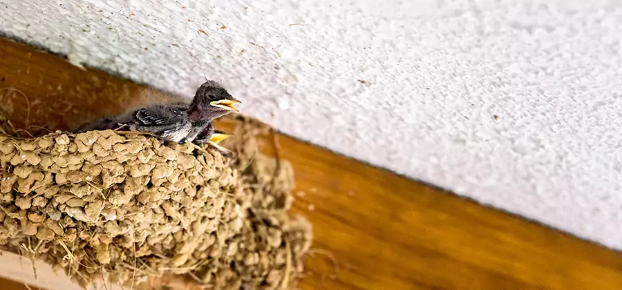Bird Removal From House in Redmond