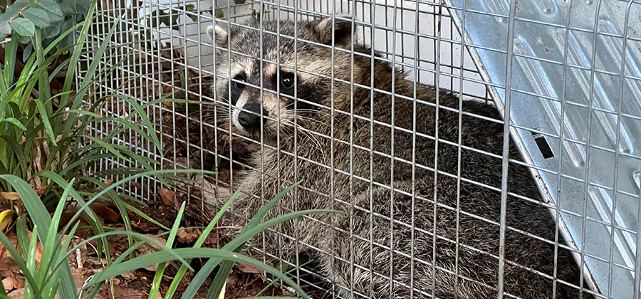 Wildlife Relocation Services in Redmond