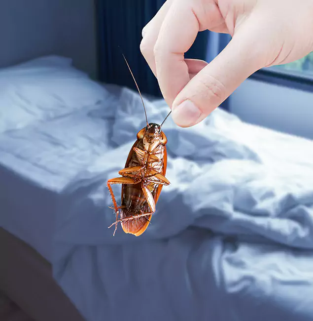 Why Choose Redmond Pest Control Pro for Bed Bug Extermination in Redmond, OR?