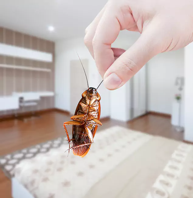 Why Redmond Pest Control Pro Stand Out For Bed Bug Inspection in Redmond, OR?