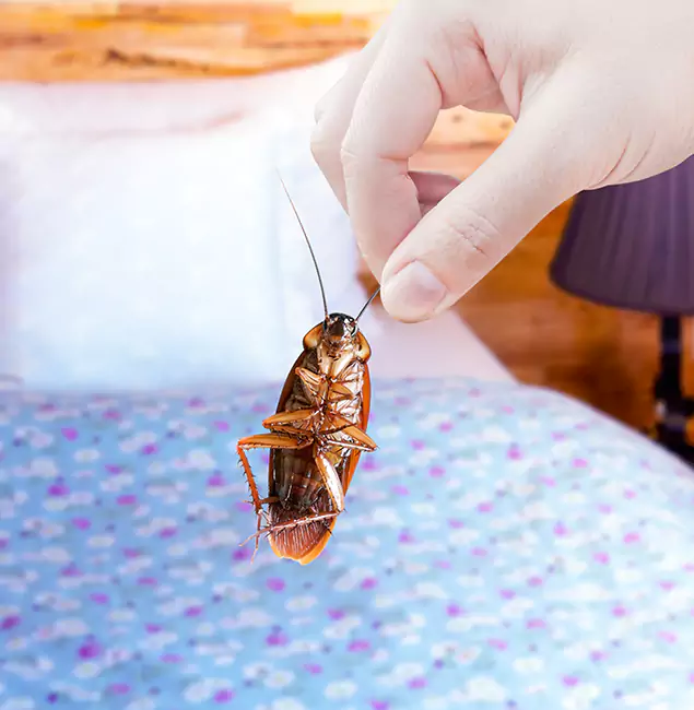 Why Choose Redmond Pest Control Pro for Bed Bug Treatment in Redmond, OR?