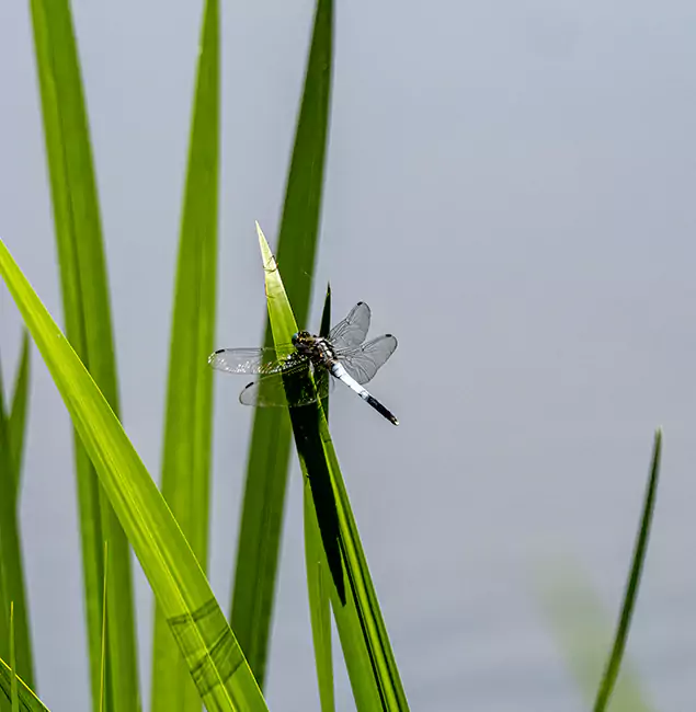 Why Redmond Families Trust Redmond Pest Control Pro for Mosquito Prevention?