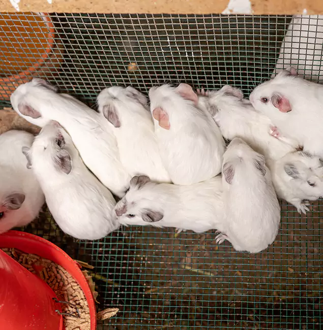 Why Redmond Pest Control Pro Is the Trusted Choice in Redmond, OR?