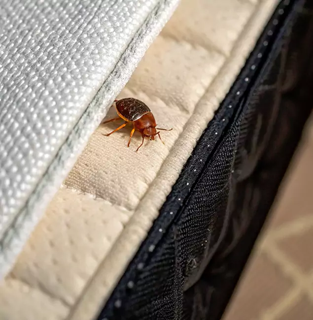 Why Redmond Homeowners Trust Redmond Pest Control Pro for Tick Treatment?